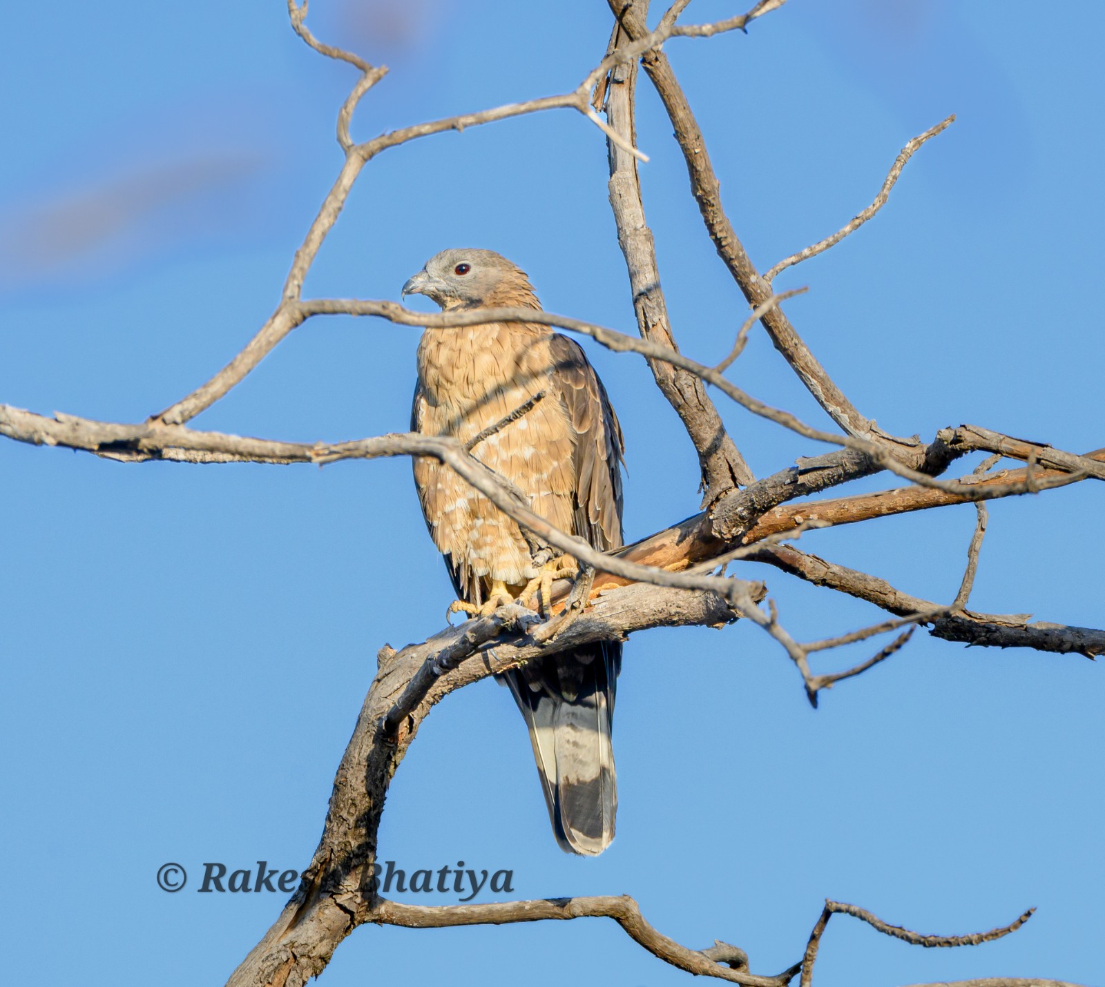 Oriental Honey-buzzard